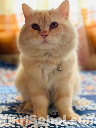 Persian Cat